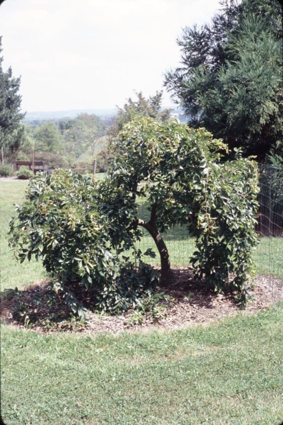 Celtis sinensis 'Green Cascade' Green Cascade Chinese hackberry The