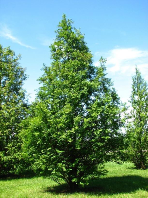 Metasequoia glyptostroboides dawn redwood The Dawes Arboretum