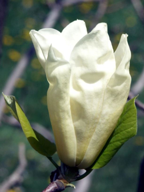 Magnolia 'Elizabeth' Elizabeth magnolia The Dawes Arboretum