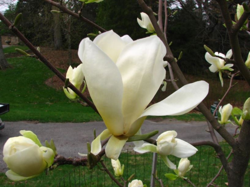 Magnolia 'Ivory Chalice' Ivory Chalice magnolia The Dawes Arboretum
