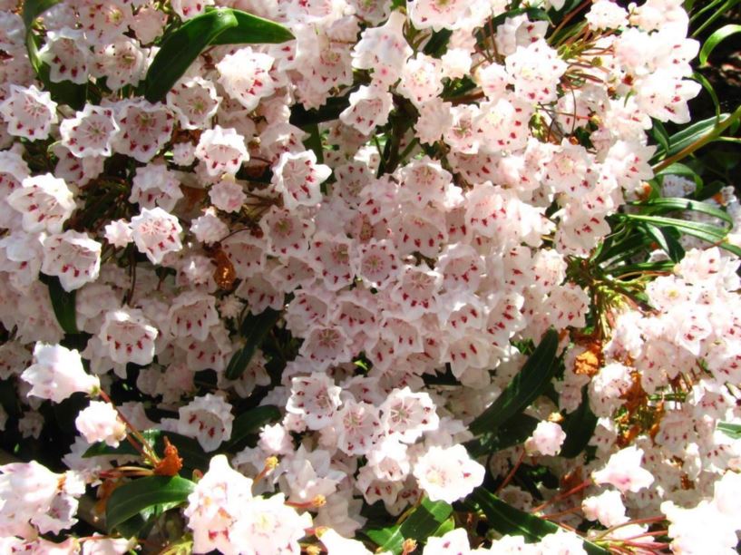 Kalmia latifolia 'Willowood' Willowood mountainlaurel The Dawes