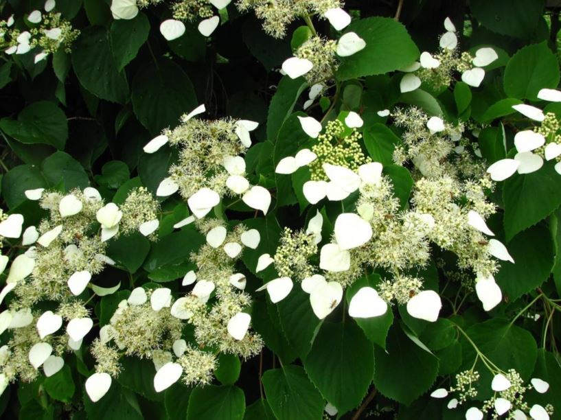 Schizophragma hydrangeoides 'Moonlight' Moonlight Japanese hydrangea