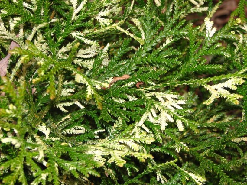 Thujopsis dolabrata 'Variegata' variegated hiba false arborvitae