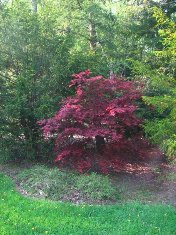Acer palmatum 'Chitose yama' Chitose yama Japanese maple The Dawes
