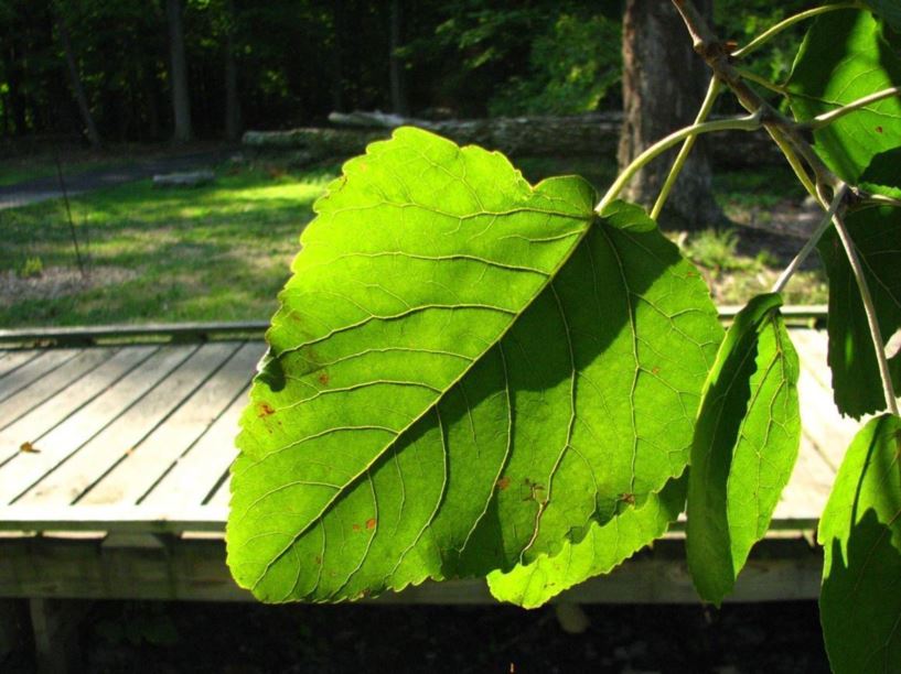 Populus heterophylla swamp cottonwood, black cottonwood, downy poplar