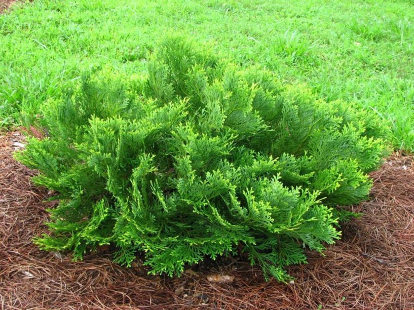 Thujopsis dolabrata var. hondae Honda hiba false arborvitae The