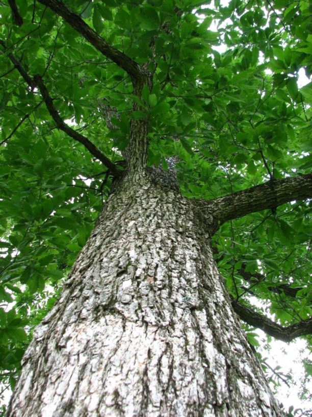 Quercus muehlenbergii chinkapin oak, chinquapin oak, yellow chestnut