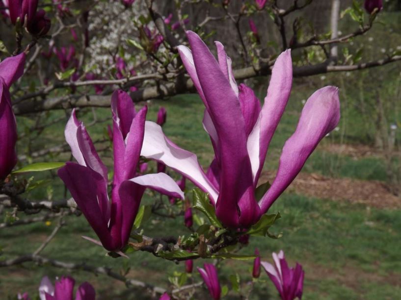Magnolia 'Orchid' Orchid magnolia The Dawes Arboretum