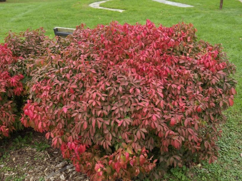Euonymus alatus 'Rudy Haag' Rudy Haag winged euonymus, Rudy Haag