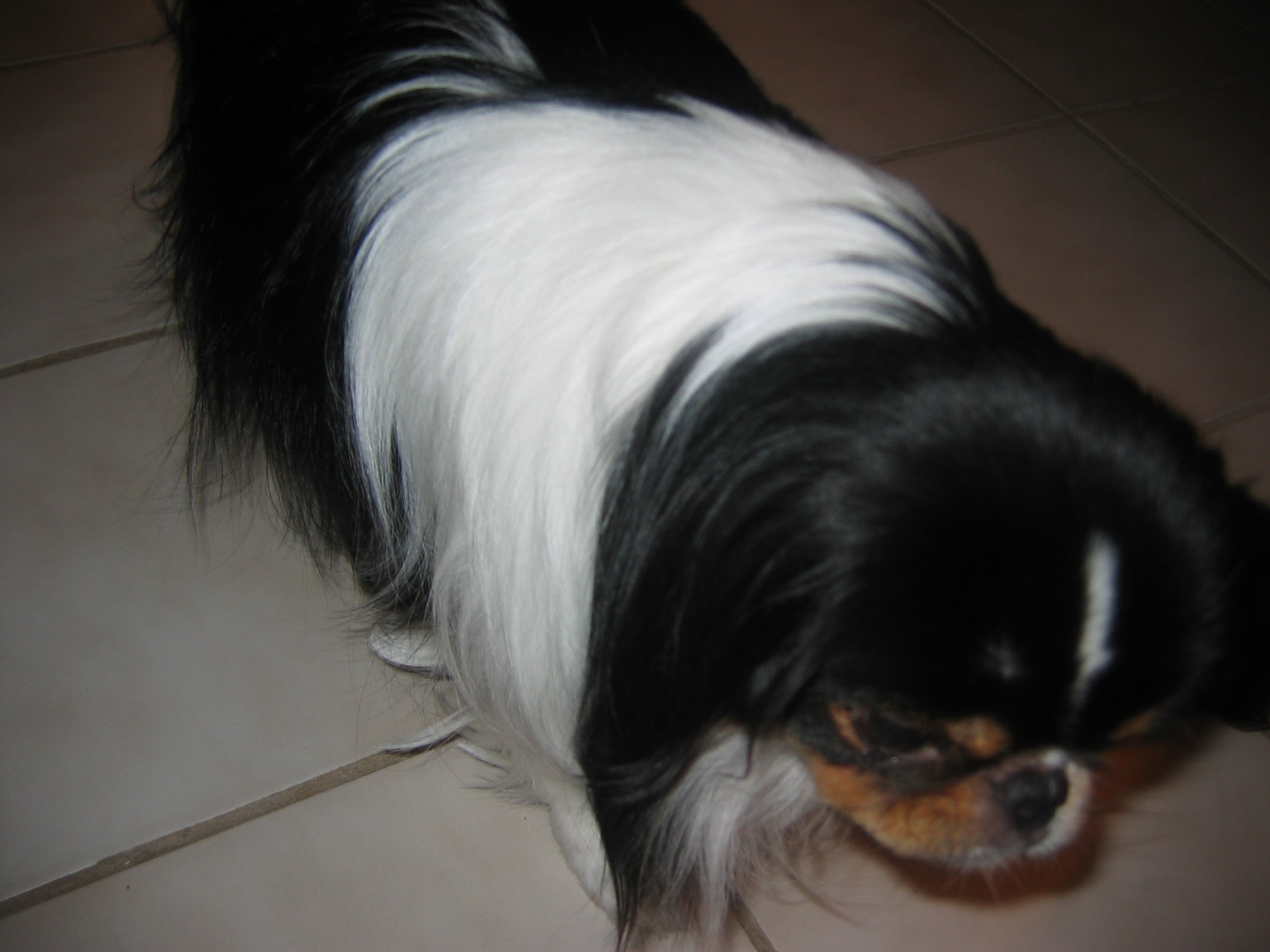 to Dawgma Mobile Pet Grooming DAWGMA Mobile Dog Grooming in Serving Windsor, Loveland