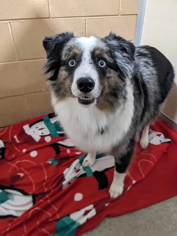 Dog Boarding Near Me In Saukville WI Dawgs In Motion