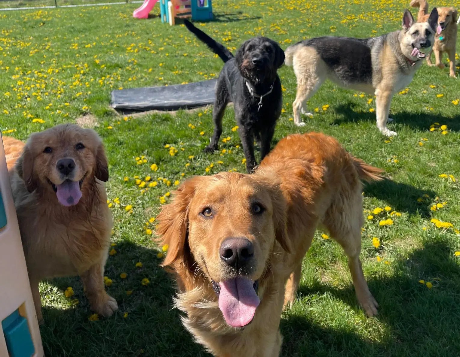 Dog Daycare Saukville WI Day Camps At Dawgs In Motion