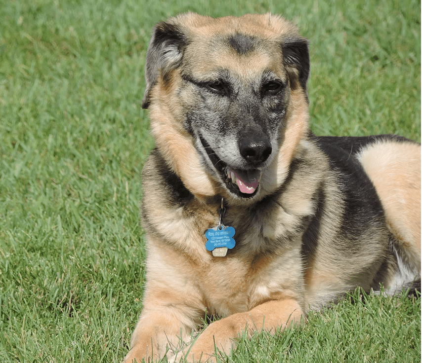 Dog Boarding Near Me In Saukville WI Dawgs In Motion