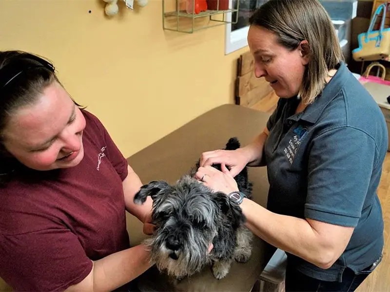Dog Massage Therapy Chiropractic Dawgs In Motion