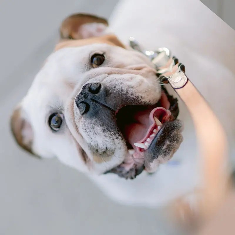 Doggy Daycare Near Me Saukville WI Dawgs In Motion LLC