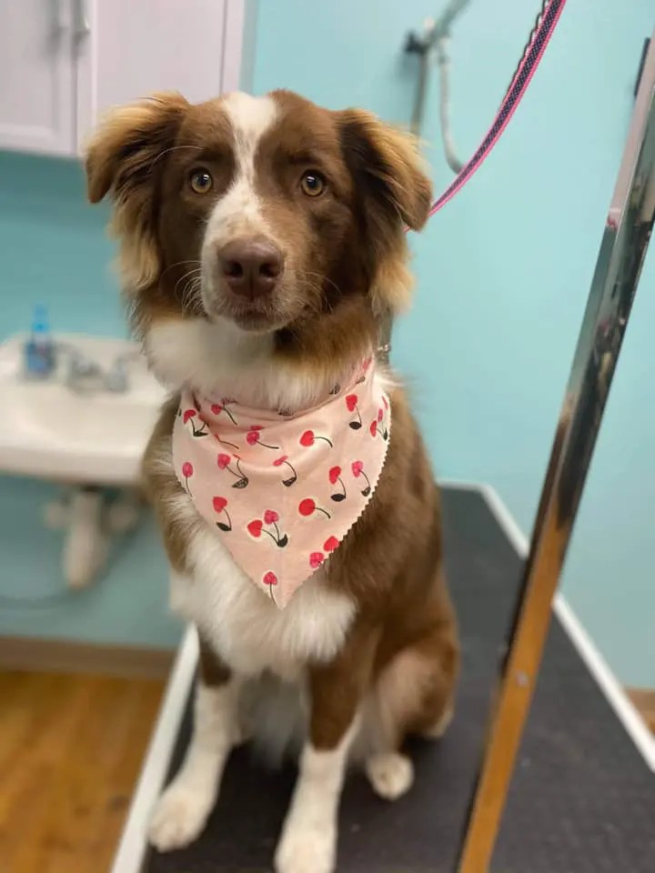 Dog Grooming Near Me In Saukville WI Dawgs In Motion