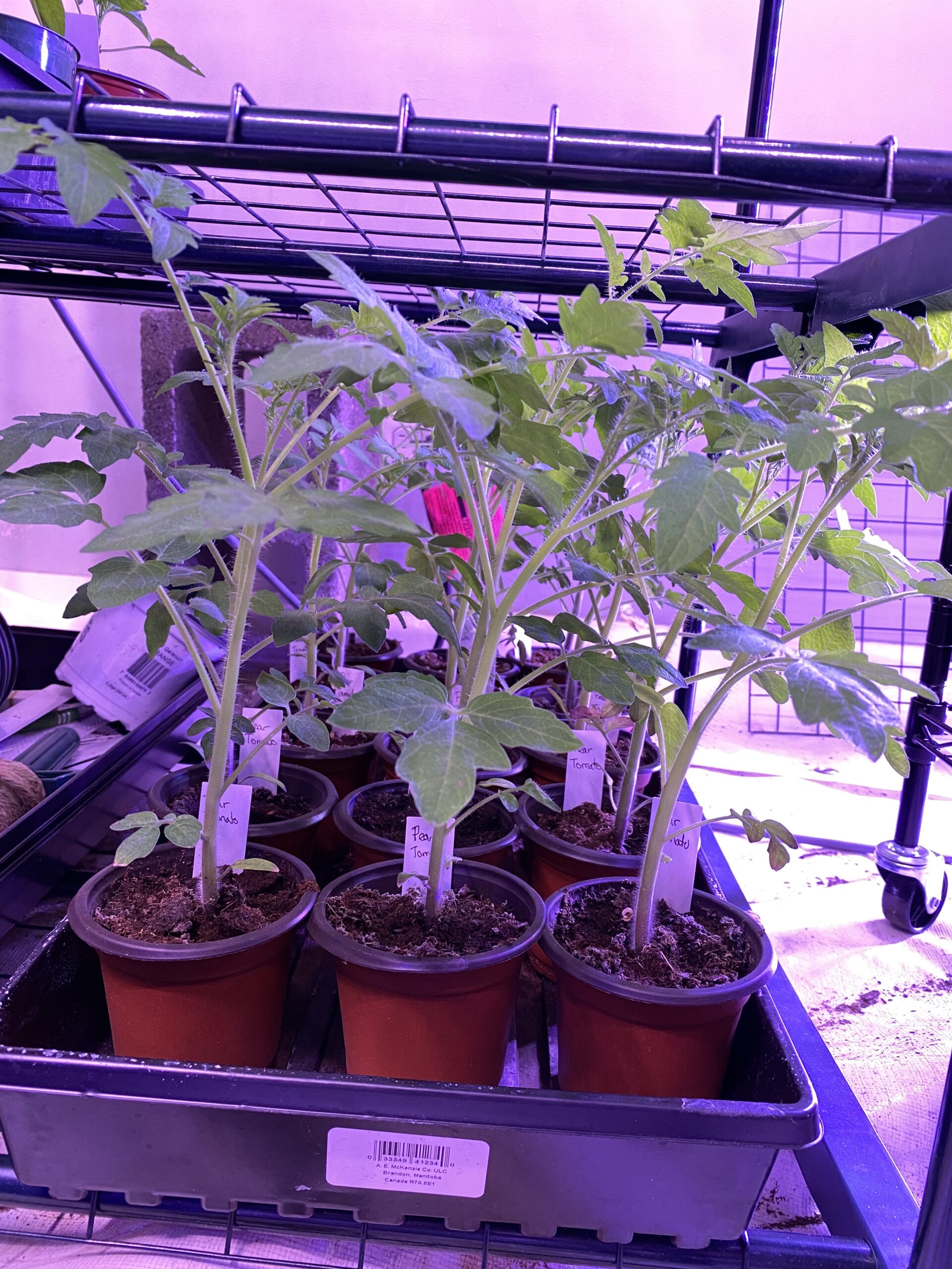 Tomato Seedling Dawn Boudreau Musician