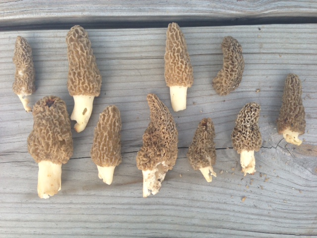 muscoda morel festival 2023 Morel Mushroom Festival in Muscoda! DawsFam