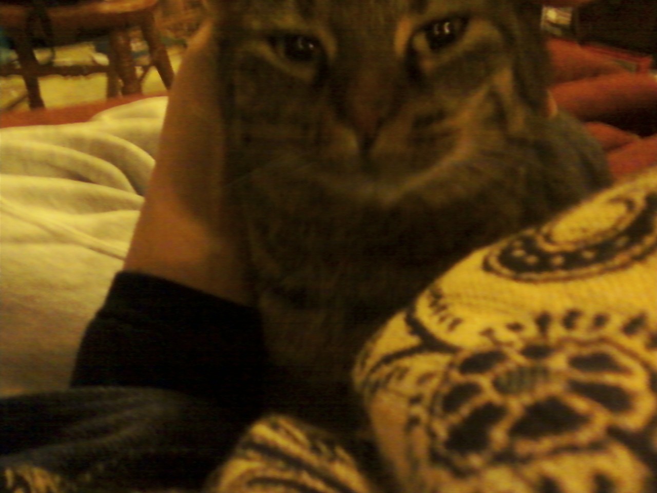 Some Cats are Healers Days Upon Days