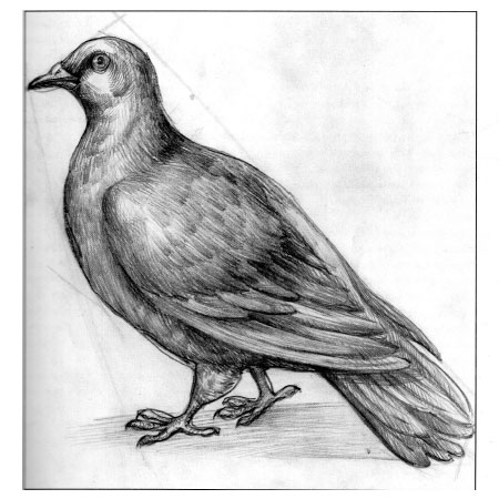 как правильно рисовать птиц