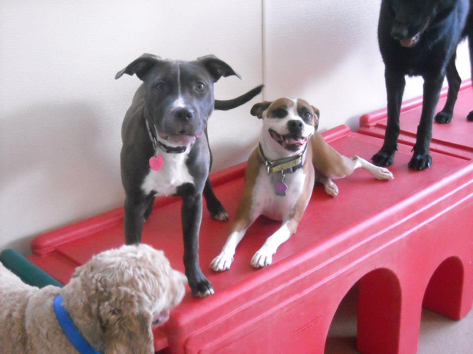 Doggie Daycare in Connecticut Daycare Groups Day Hill Kennels