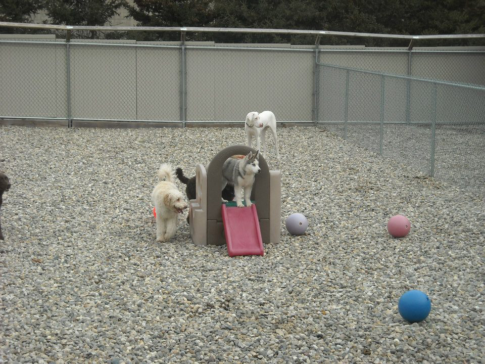 Doggie Daycare in Connecticut Daycare Groups Day Hill Kennels