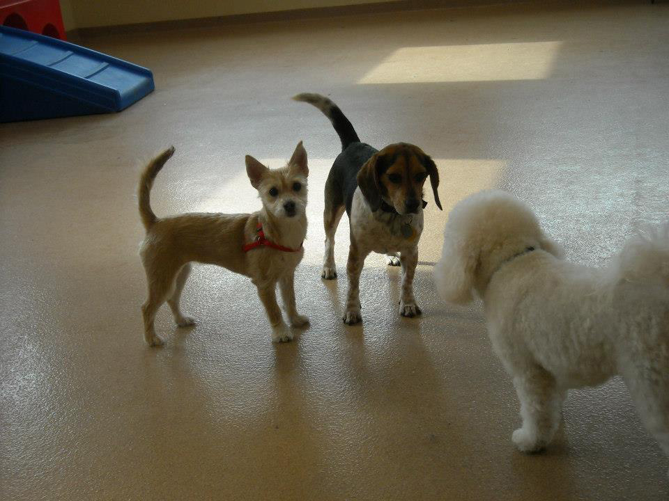 Doggie Daycare in Connecticut Daycare Groups Day Hill Kennels