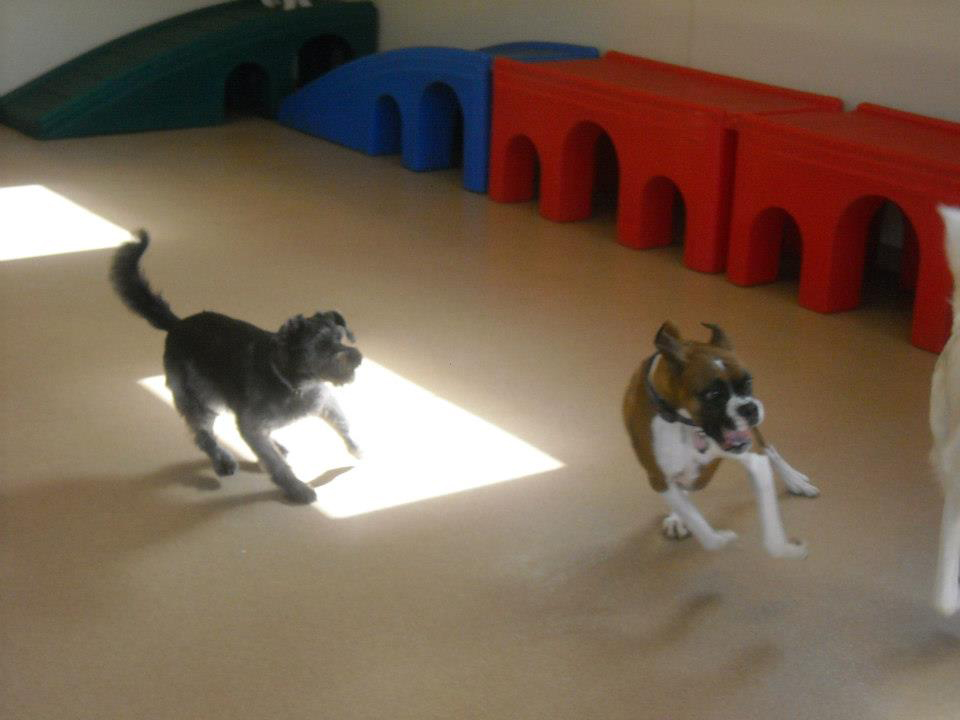 Doggie Daycare in Connecticut Daycare Groups Day Hill Kennels