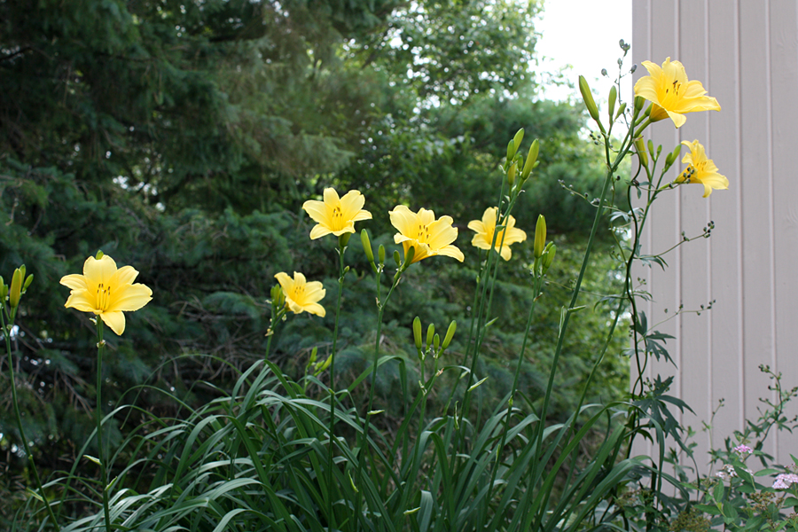 Daylily Statuesque