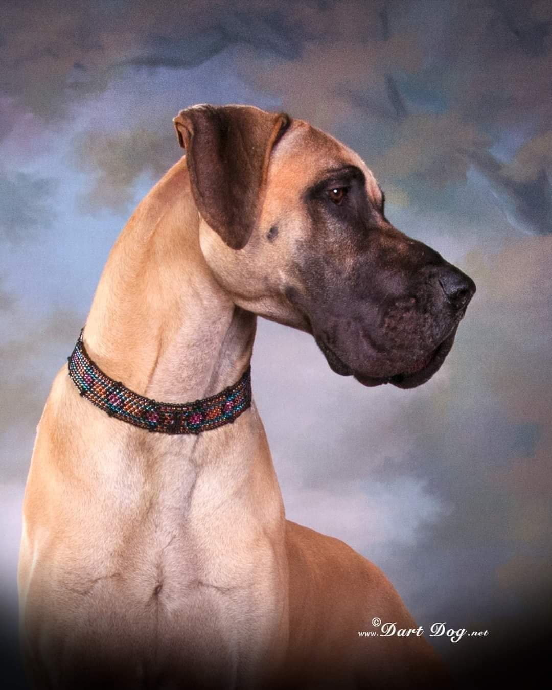 Great Dane Puppy Cropped Ears