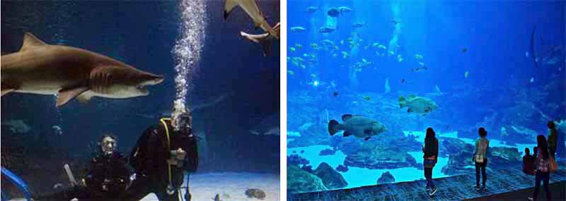 Aquarium February 2021 with Dayo Scuba Center LLC. Winter Park