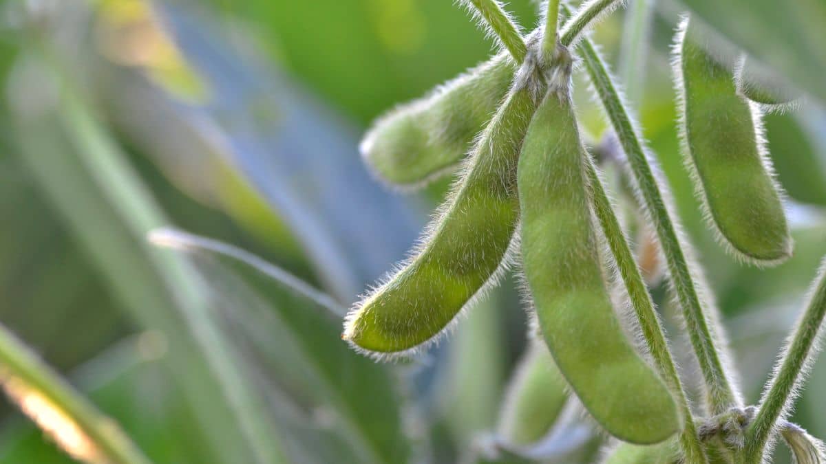 Best Soil For Soybeans A Comprehensive Guide For Thriving Vegetable