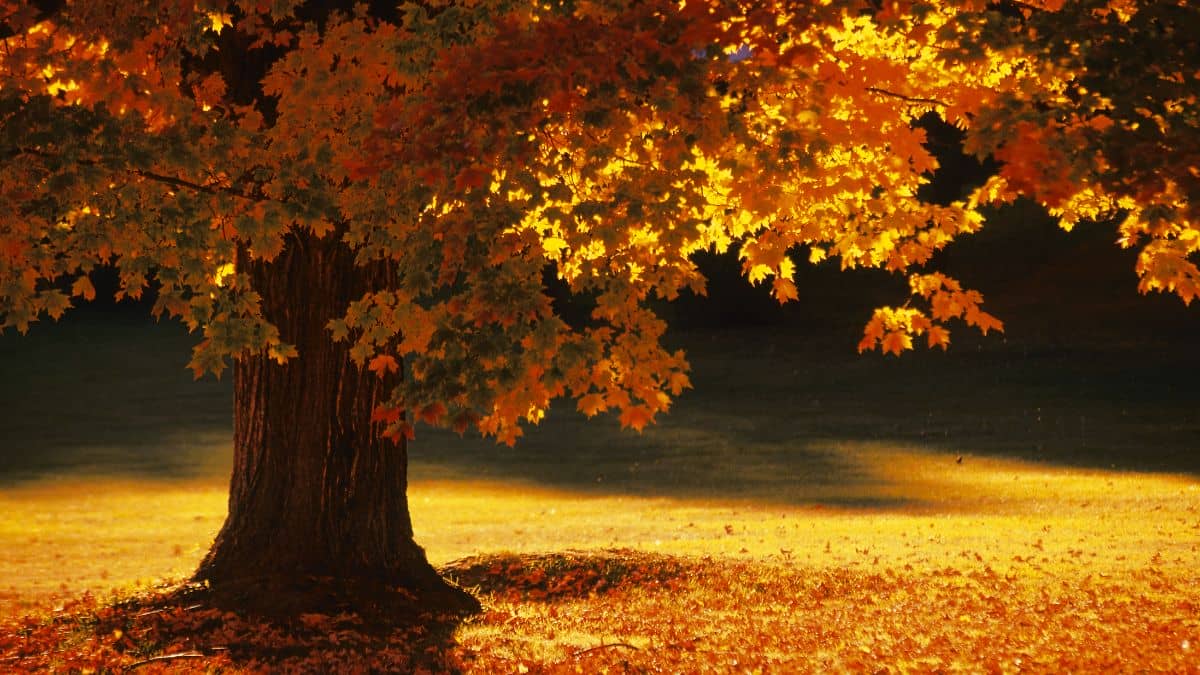 What Is The Best Soil For Maple Trees? + Best Fertilizer Days in Garden