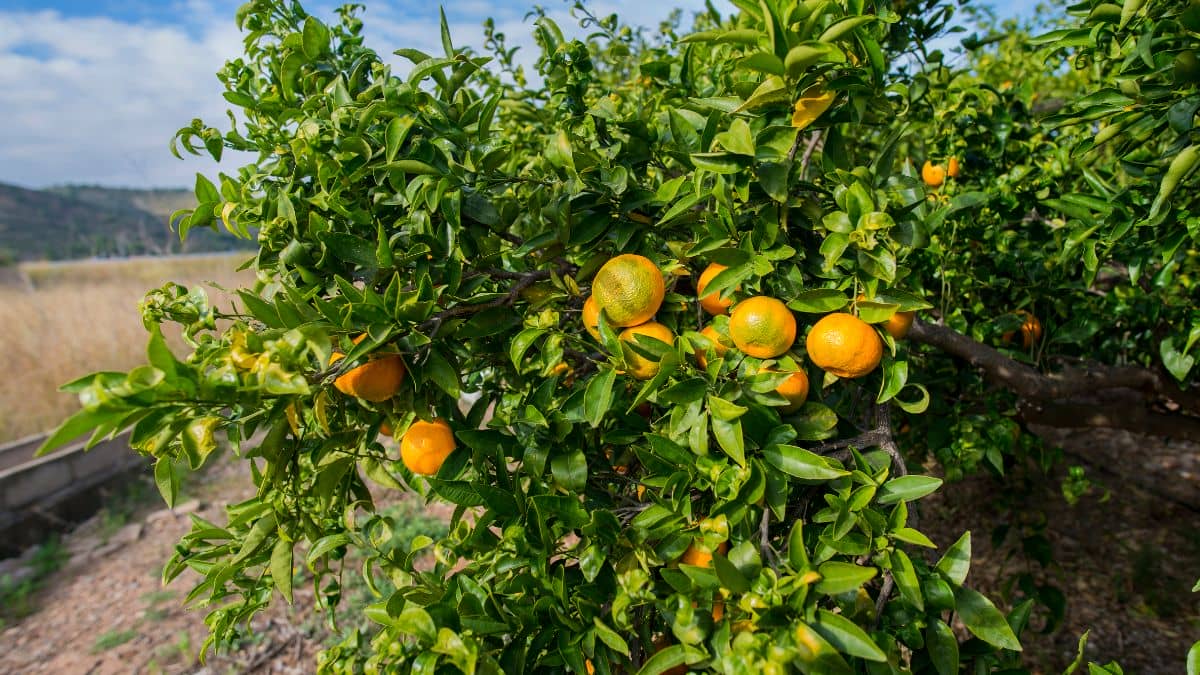 What Is The Best Soil For Orange Trees? Days in Garden