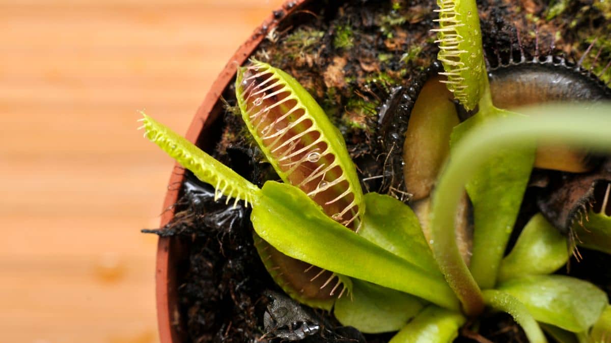 How To Make Carnivorous Plant Soil Growing Meat Eating Plants