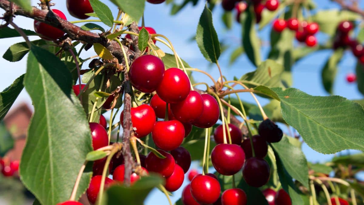 The Best Soil For Cherry Trees A Guide To Growing Beneficial Fruit
