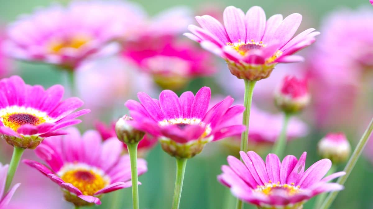 Best Bloom Booster For Soil A Gardeners Guide To Enhancing Flowering