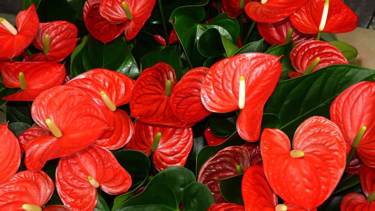 The Best Potting Soil For Anthurium Growing Air Purifying Plants In