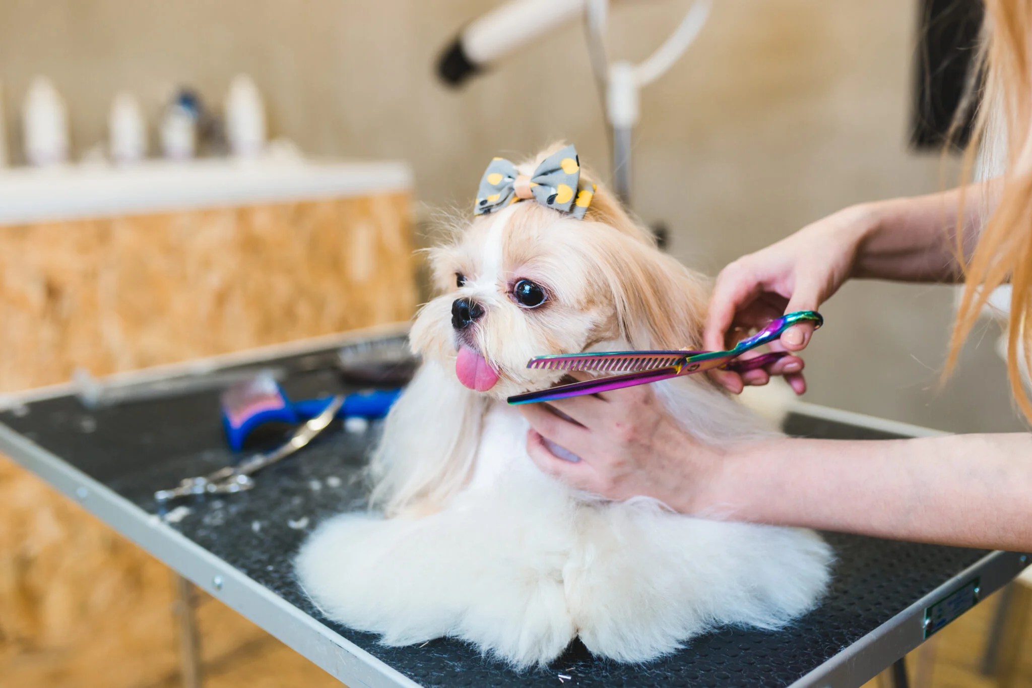 A FirstTimer’s Checklist For Choosing Shih Tzu Puppies For Sale