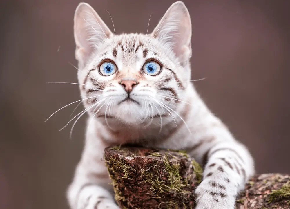 How to Dilute Tea Tree Oil For Cats? Step by Step Guides Day Pets