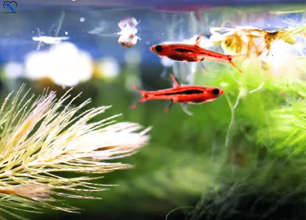 Guide Care for Chili Rasbora Food, Breeding & Aquarium Mates Day Pets