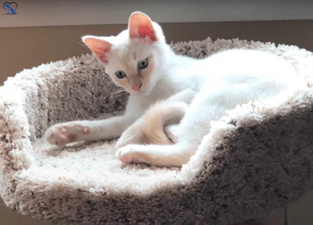 Exploring Flame Point Siamese Cats Rare Traits &amp; Pictures Day Pets
