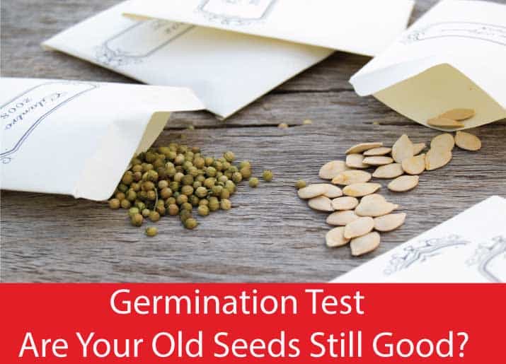 Germination Test Are Your Old Seeds Still Good?