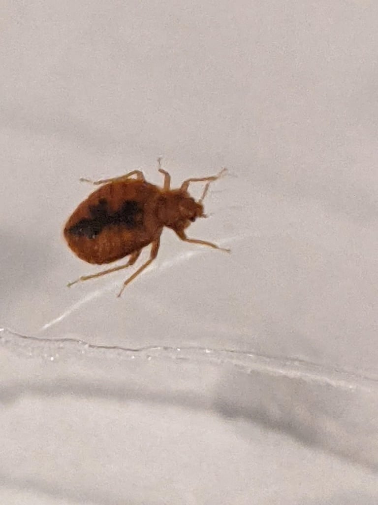 Bed Bugs the Little Hitchhiker EcoPro Termite & Pest