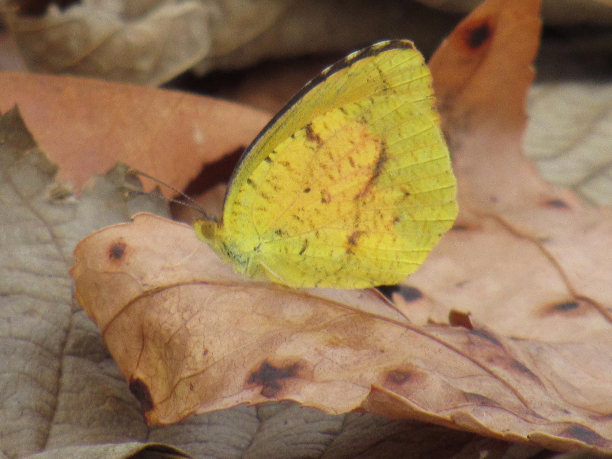 Little Yellow Butterfly