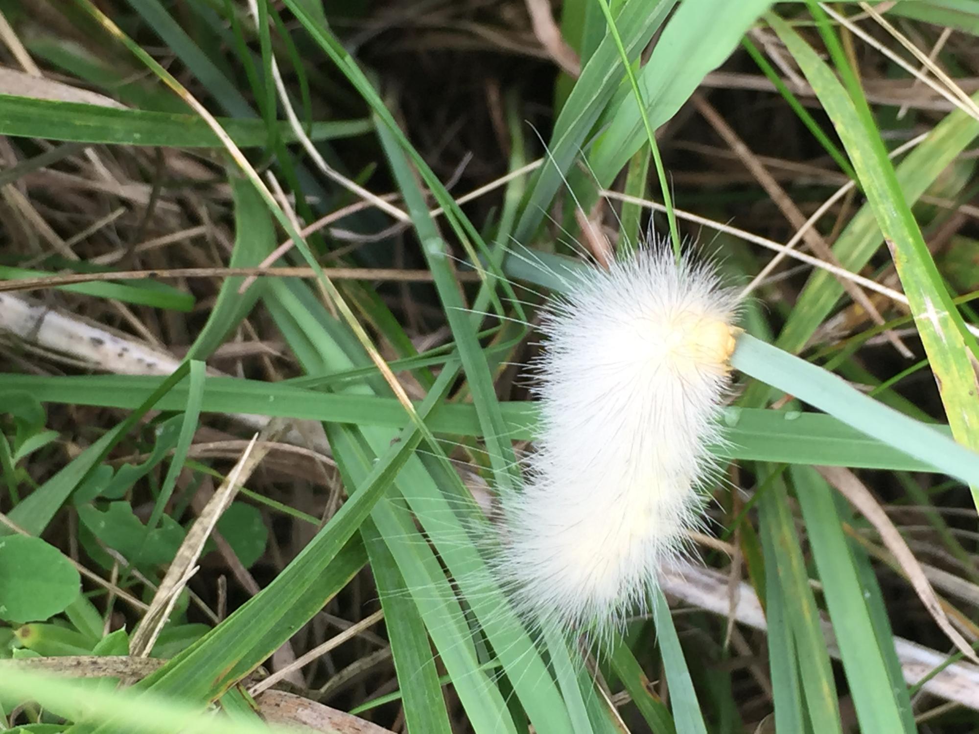 White Fuzzy Caterpillars