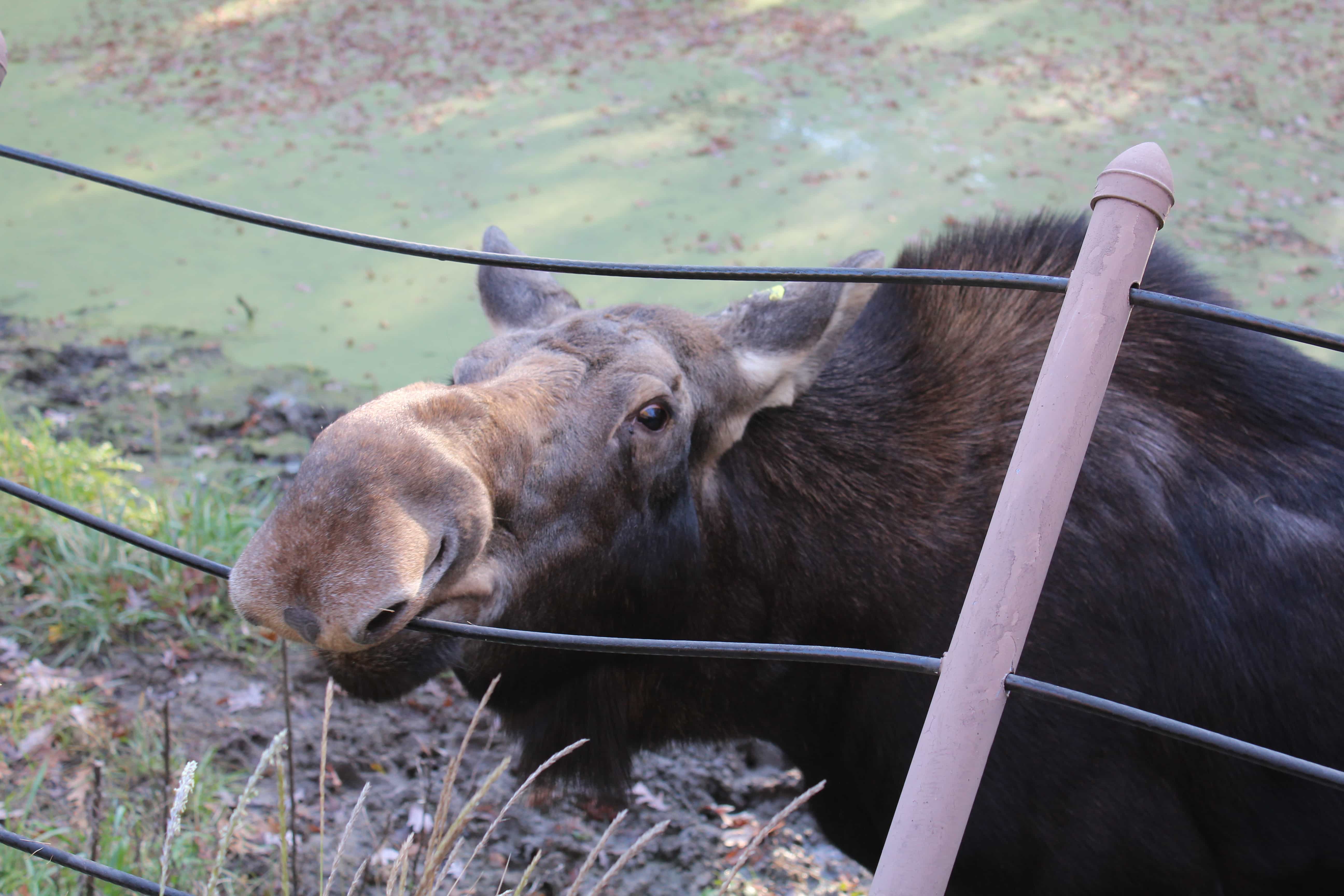 Mn Zoo Events 2024 Why You Need To Go To The MN ZOO In The Fall DayTripper