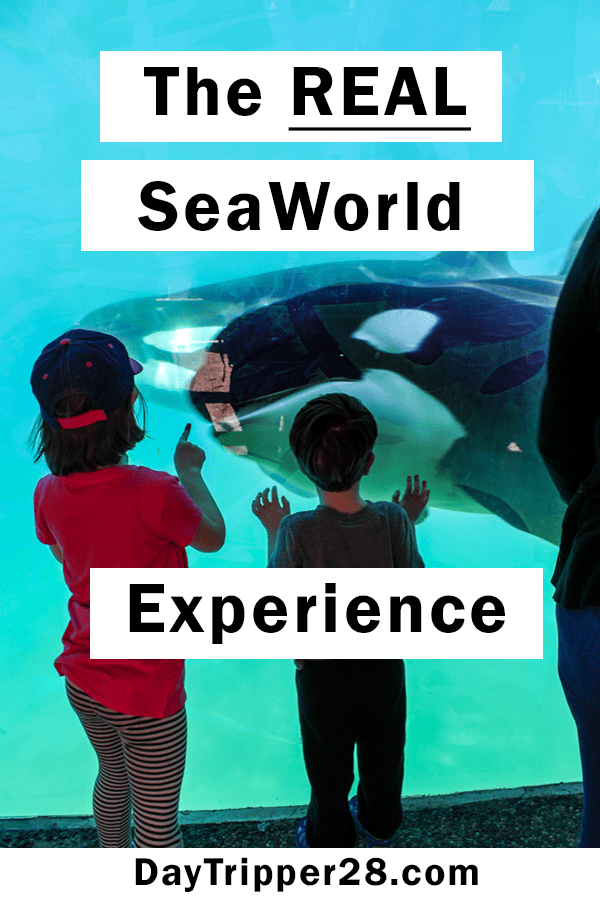 7 SeaWorld San Diego Tips Here is How to Still Have Fun