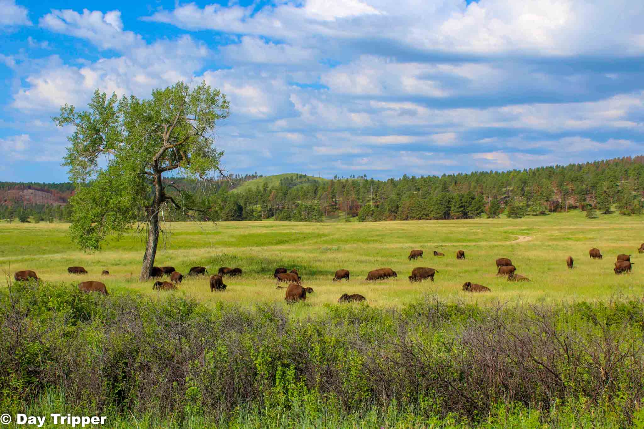 Custer State Park Wildlife Loop What to See Along the Way