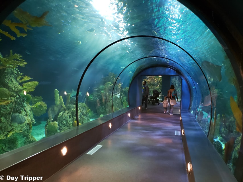 Tips for Moody Gardens in Galveston TX Your Guide